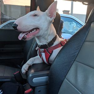 Meet your Posher, Ozzy